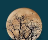 写中秋的诗句最好的,诗意中秋夜