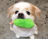 网红狗狗,萌宠界的明星风采