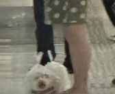 可以擦掉衣服的动态壁纸,一按即变透明，擦除衣物视觉奇观